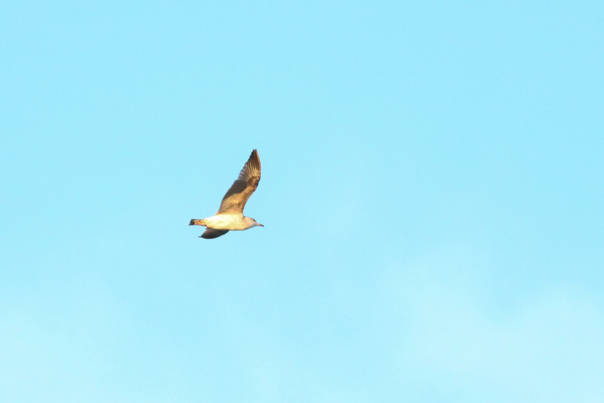 Gabbiano reale - ML646297376