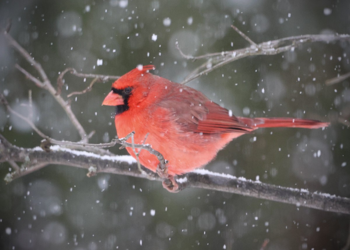 Northern Cardinal - ML646297380