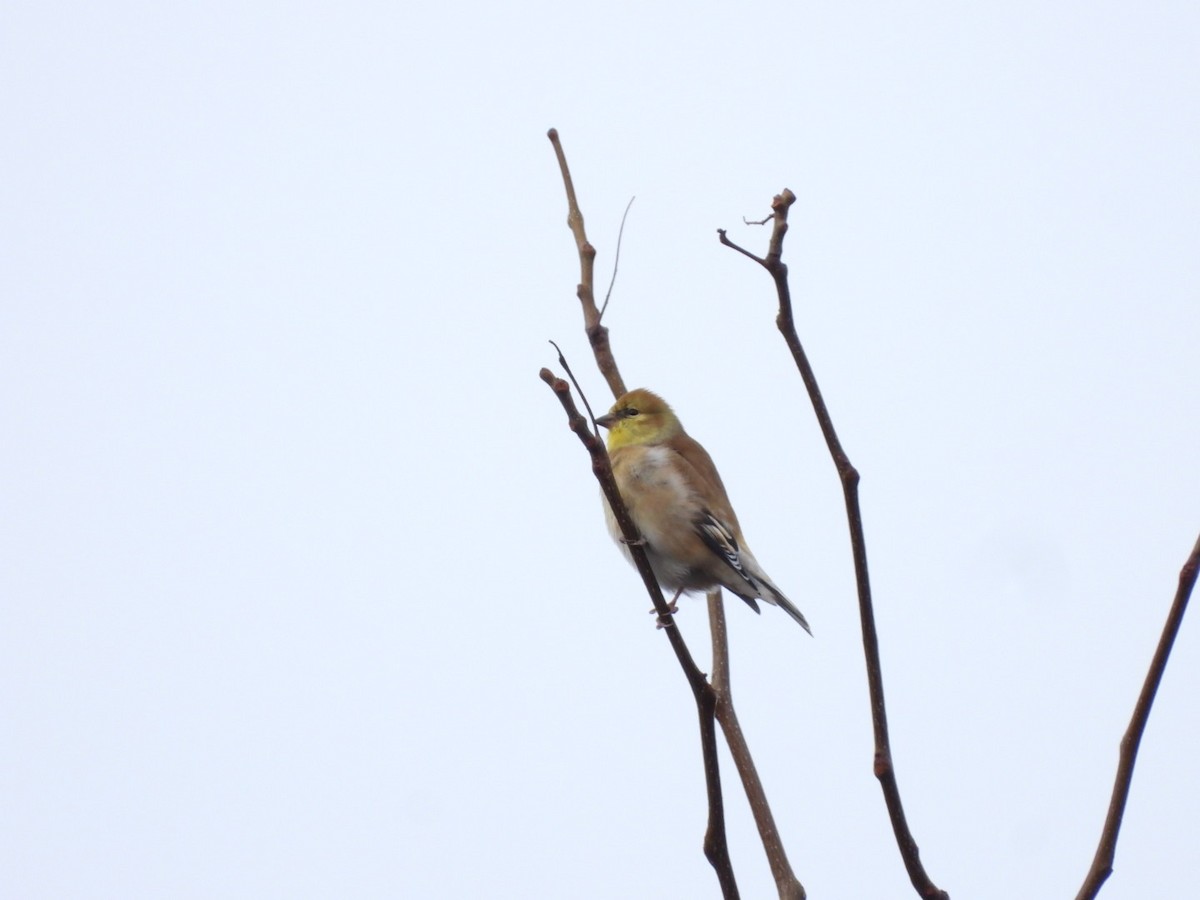 American Goldfinch - ML646297381