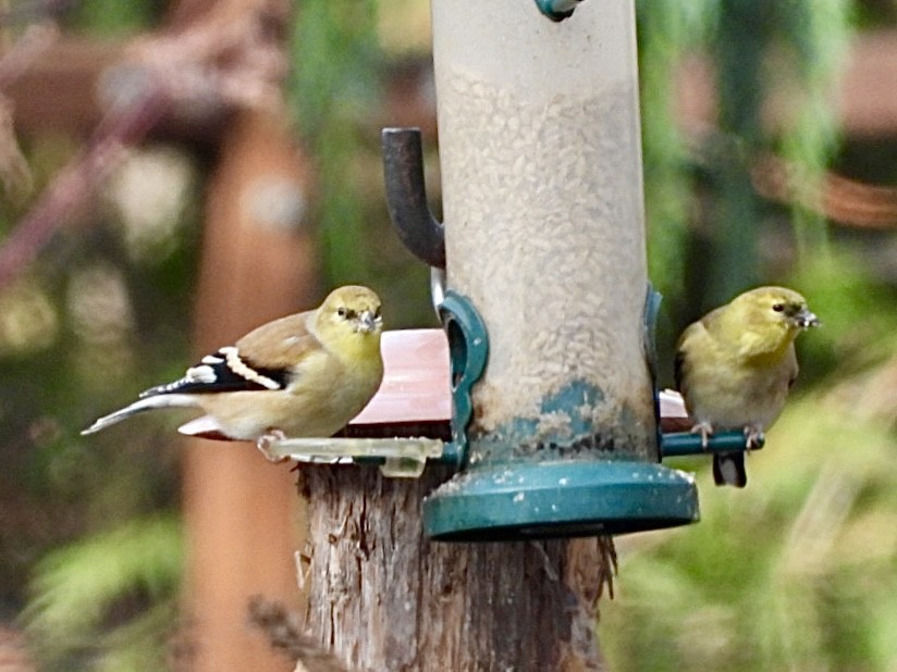 American Goldfinch - ML646297382