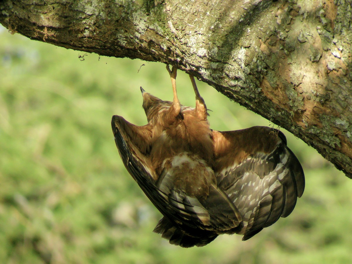 African Harrier-Hawk - ML646297383