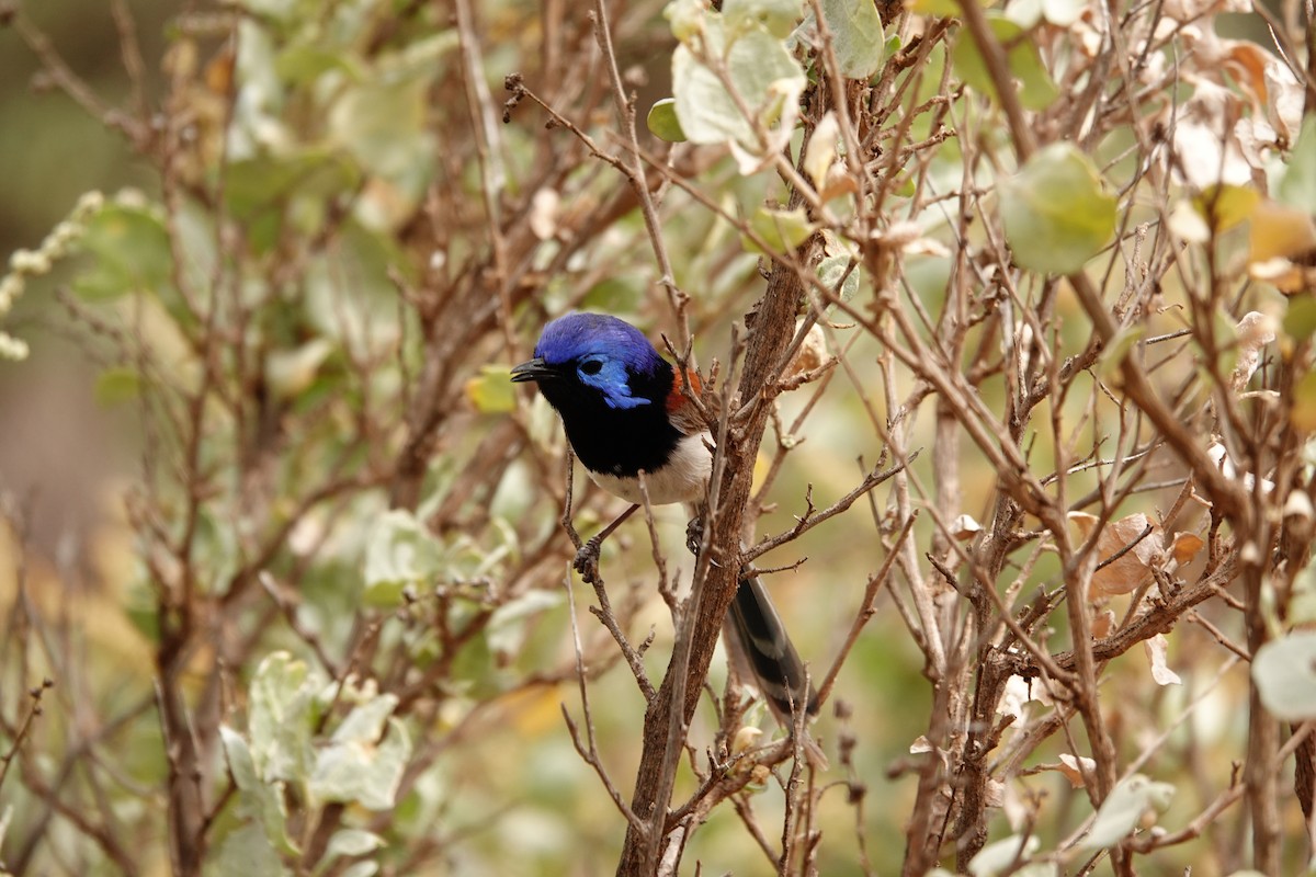Purple-backed Fairywren - ML646297384