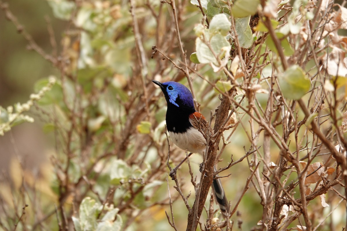 Purple-backed Fairywren - ML646297385
