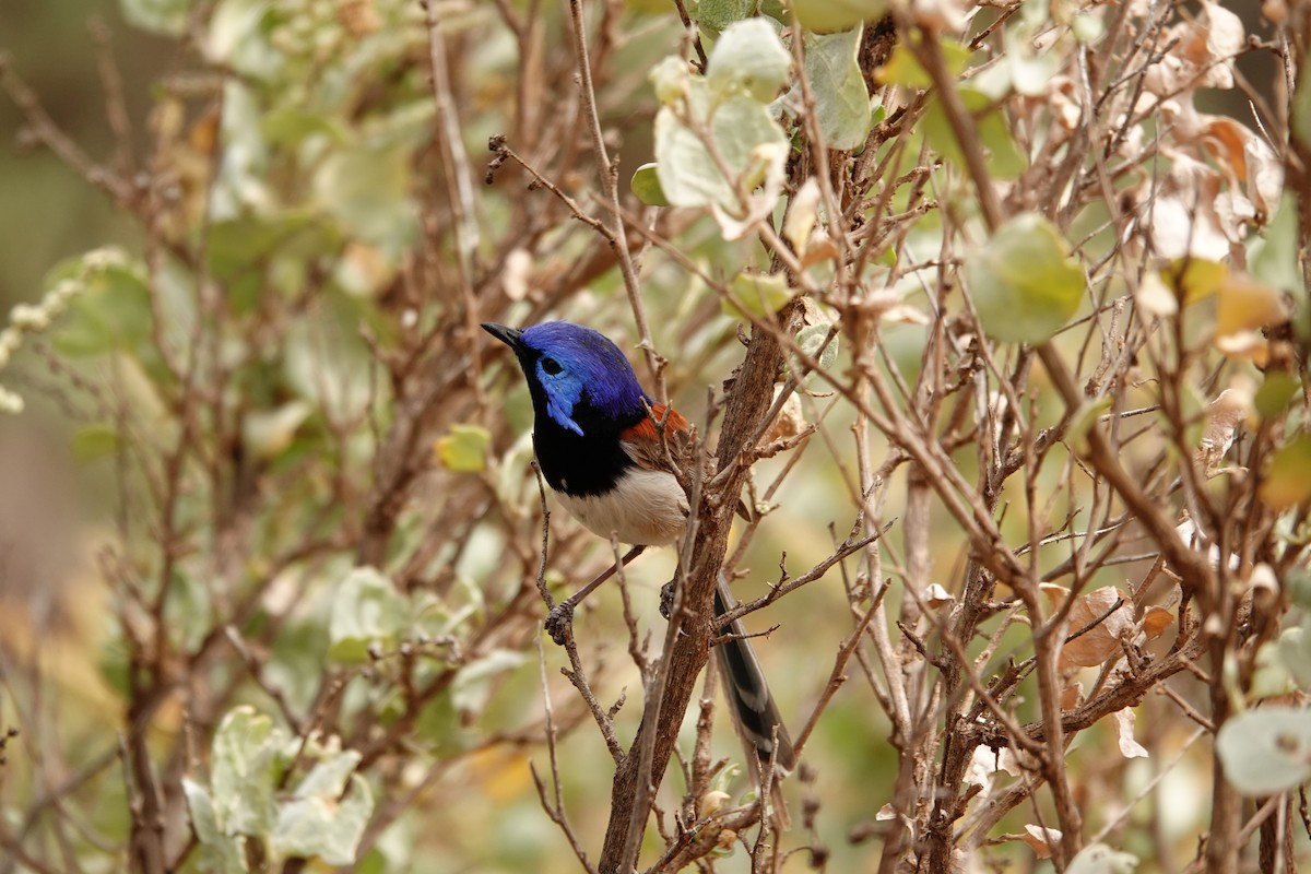 Purpurrücken-Staffelschwanz - ML646297386