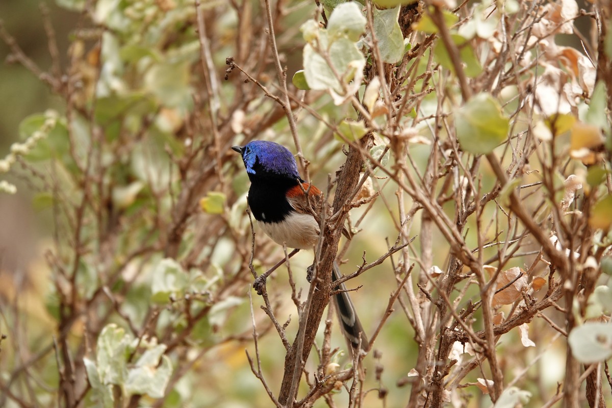 Purpurrücken-Staffelschwanz - ML646297387