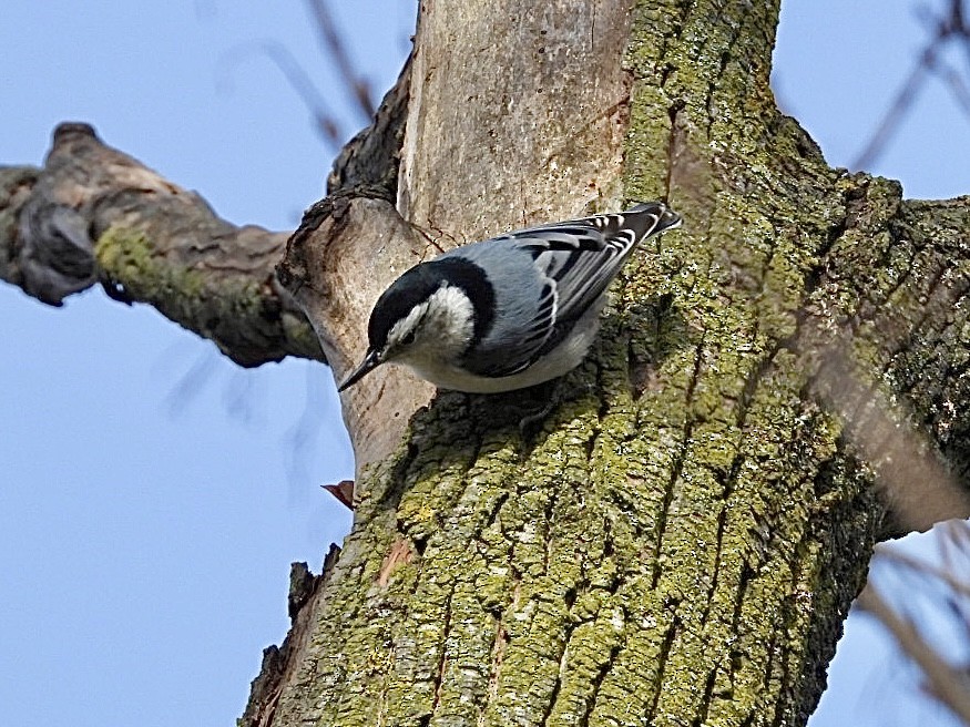 White-breasted Nuthatch - ML646297390