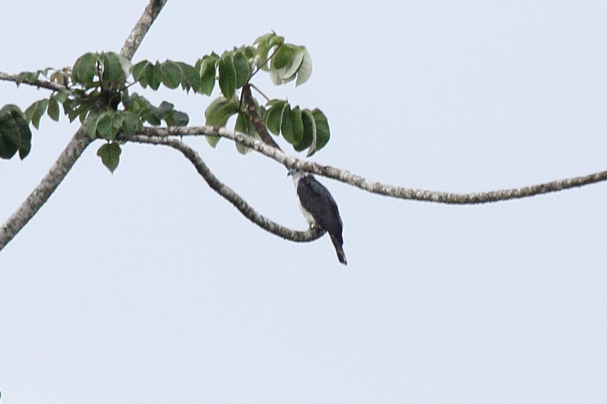 Gray-headed Kite - ML646297391