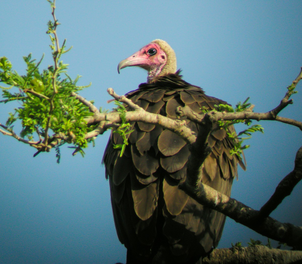 Hooded Vulture - ML646297392
