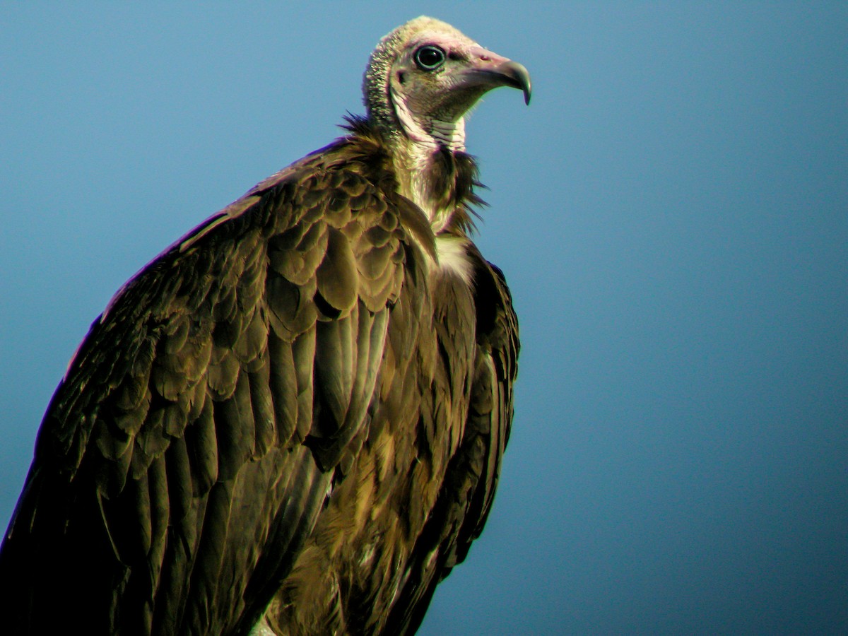 Hooded Vulture - ML646297393