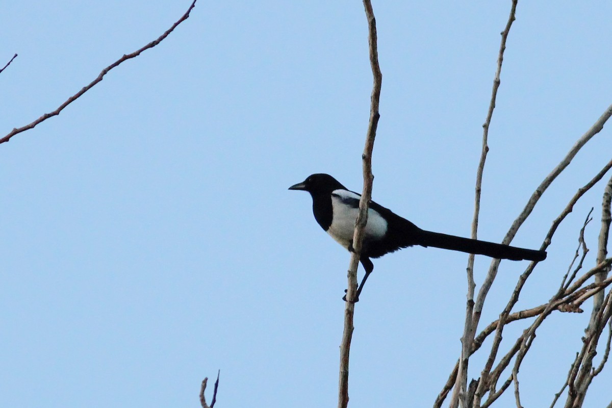 Eurasian Magpie - ML646297394