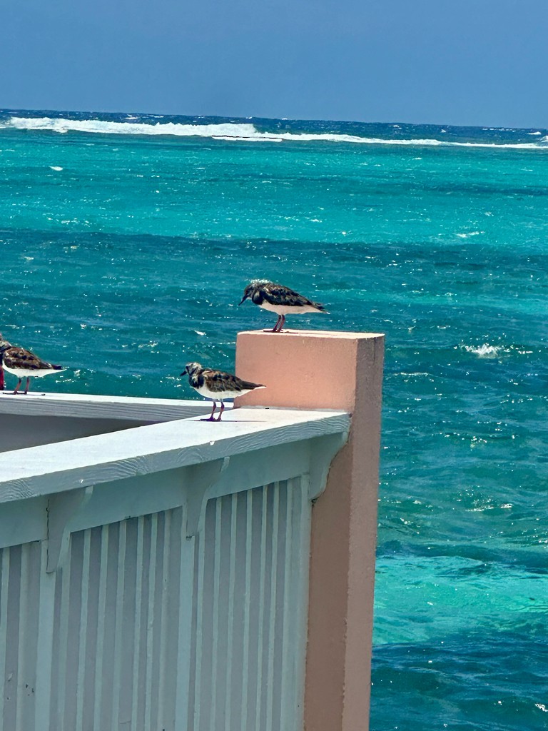 翻石鷸 - ML646297395