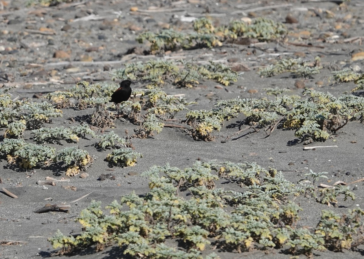 Austral Negrito - ML646297396