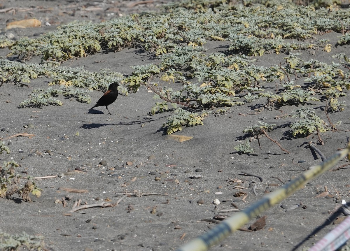 Austral Negrito - ML646297397