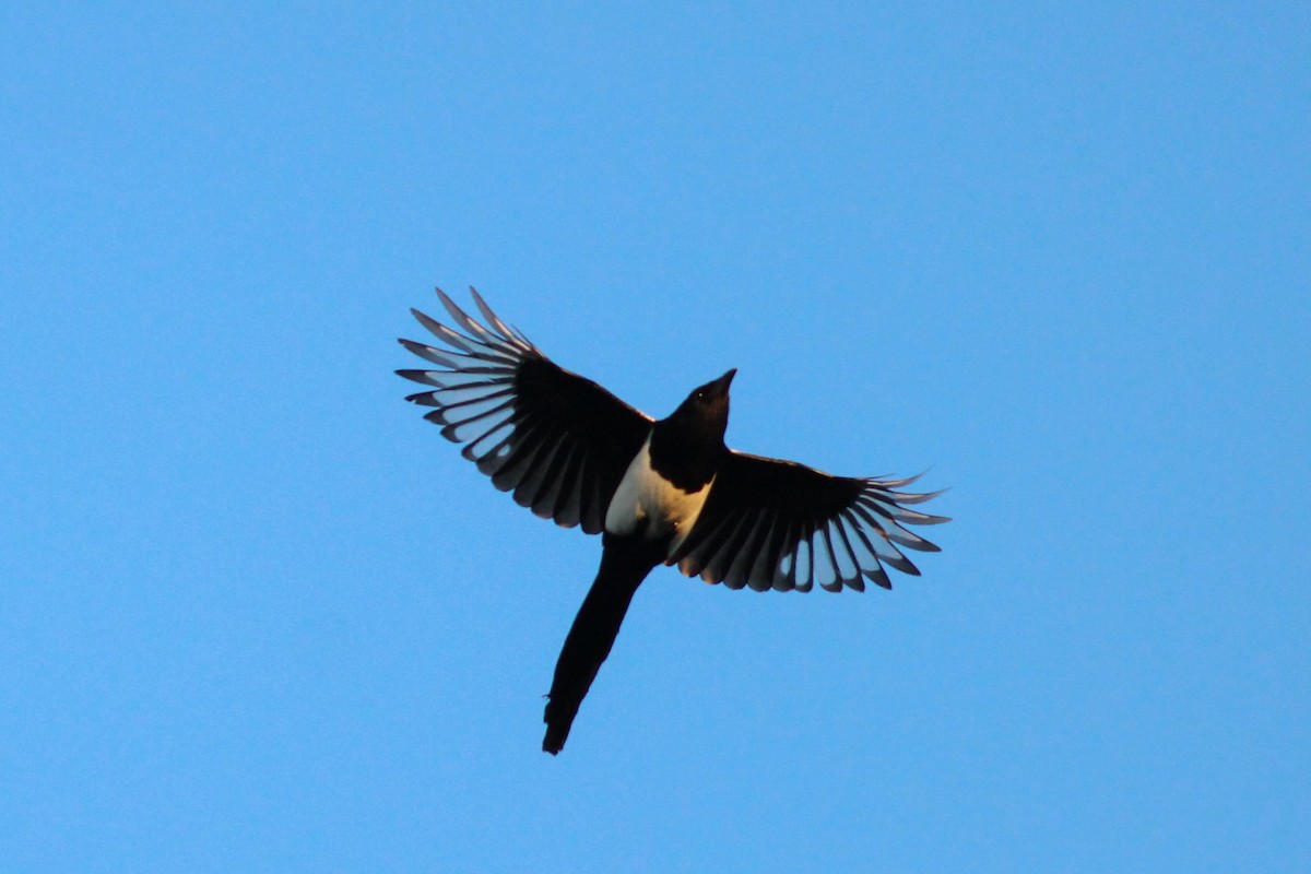 Eurasian Magpie - ML646297398