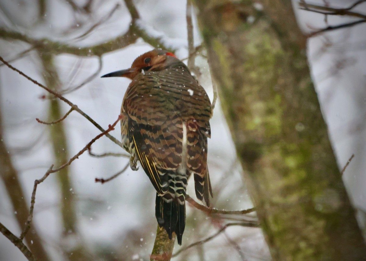 Northern Flicker (Yellow-shafted) - ML646297401