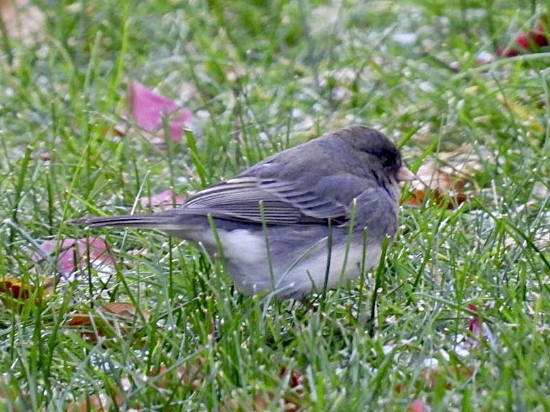 Dark-eyed Junco - ML646297402