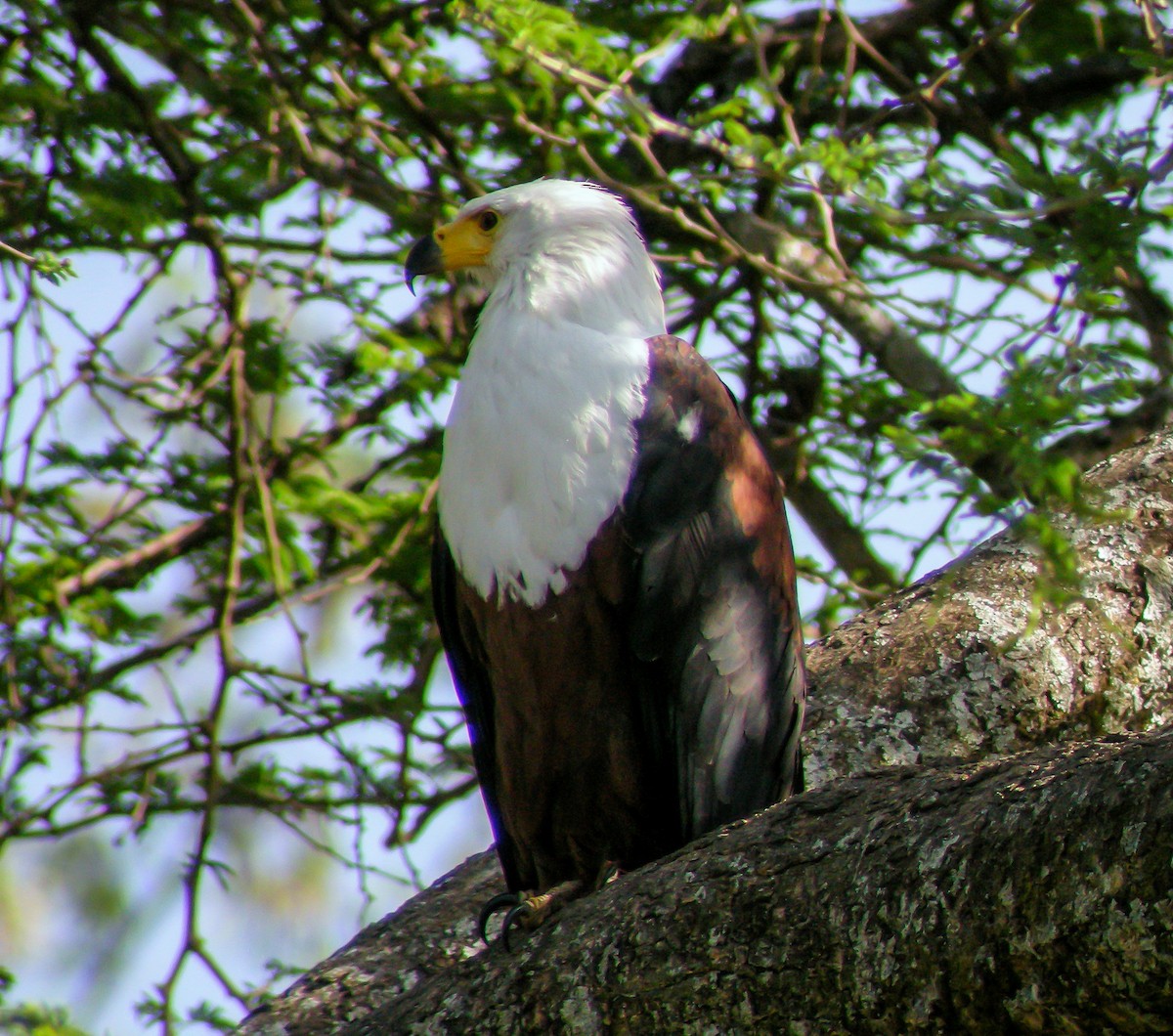 African Fish-Eagle - ML646297405