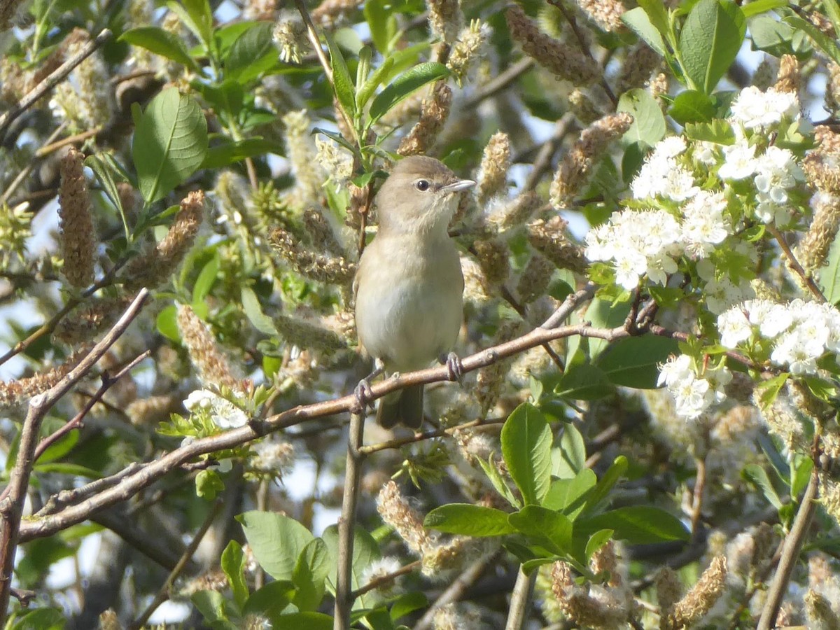 Garden Warbler - ML646297406
