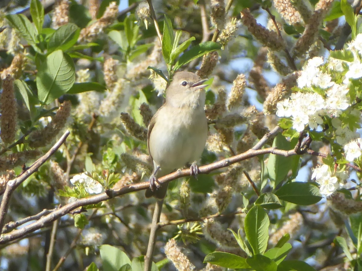Garden Warbler - ML646297407