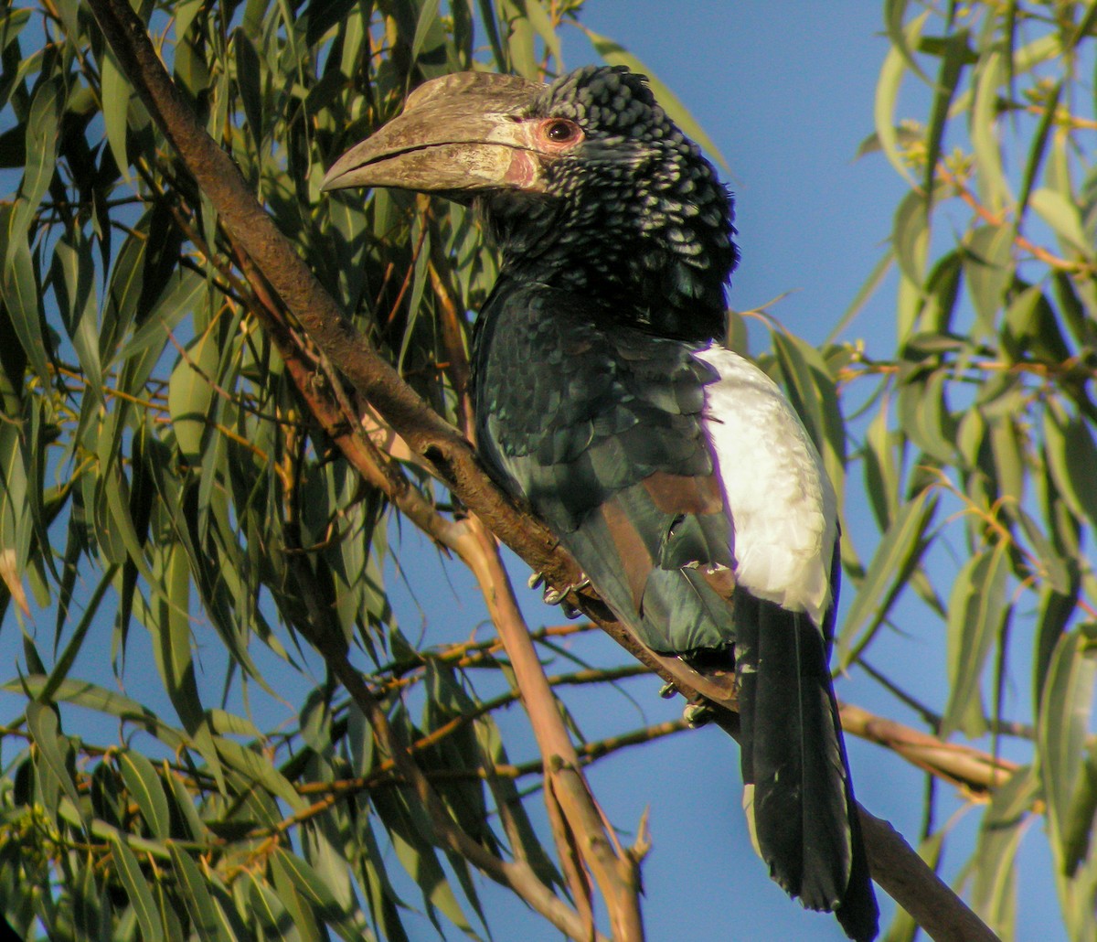 Silvery-cheeked Hornbill - ML646297409