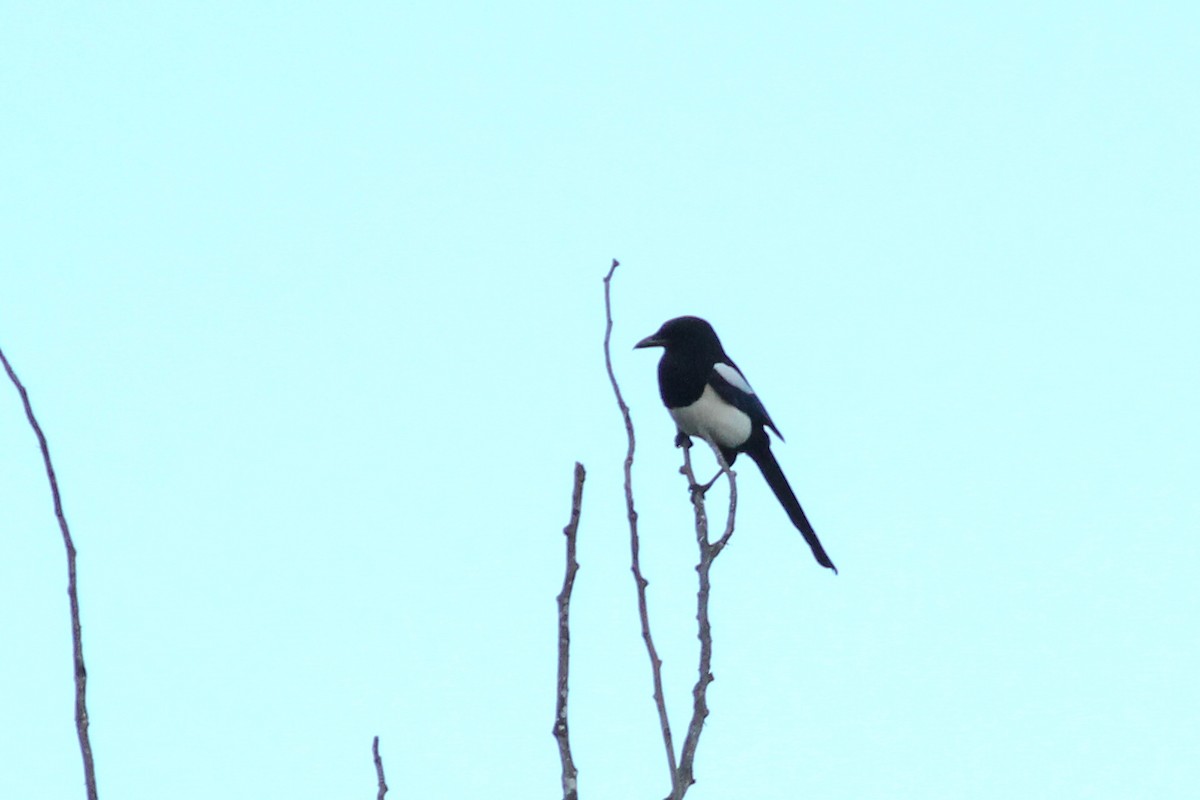Eurasian Magpie - ML646297410