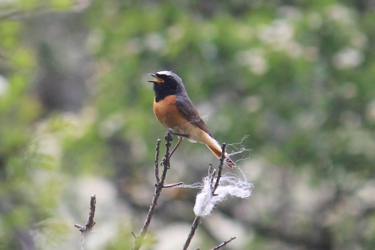Common Redstart - ML646297411