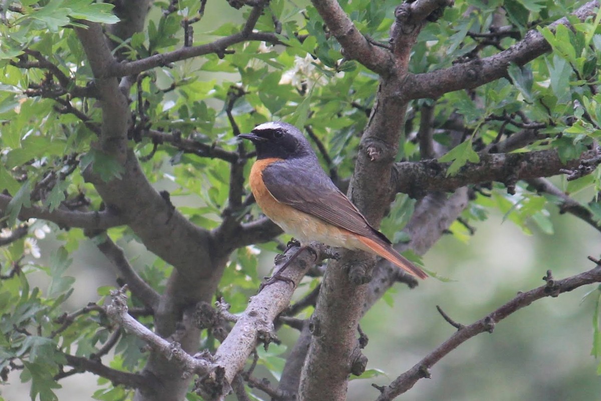 Common Redstart - ML646297412