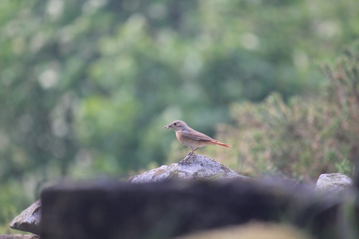 Common Redstart - ML646297413