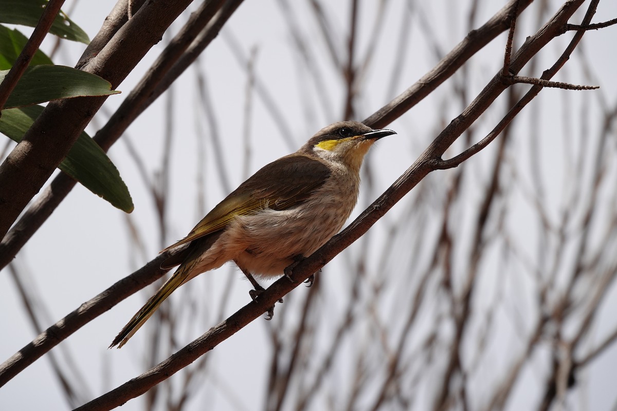 Singing Honeyeater - ML646297416