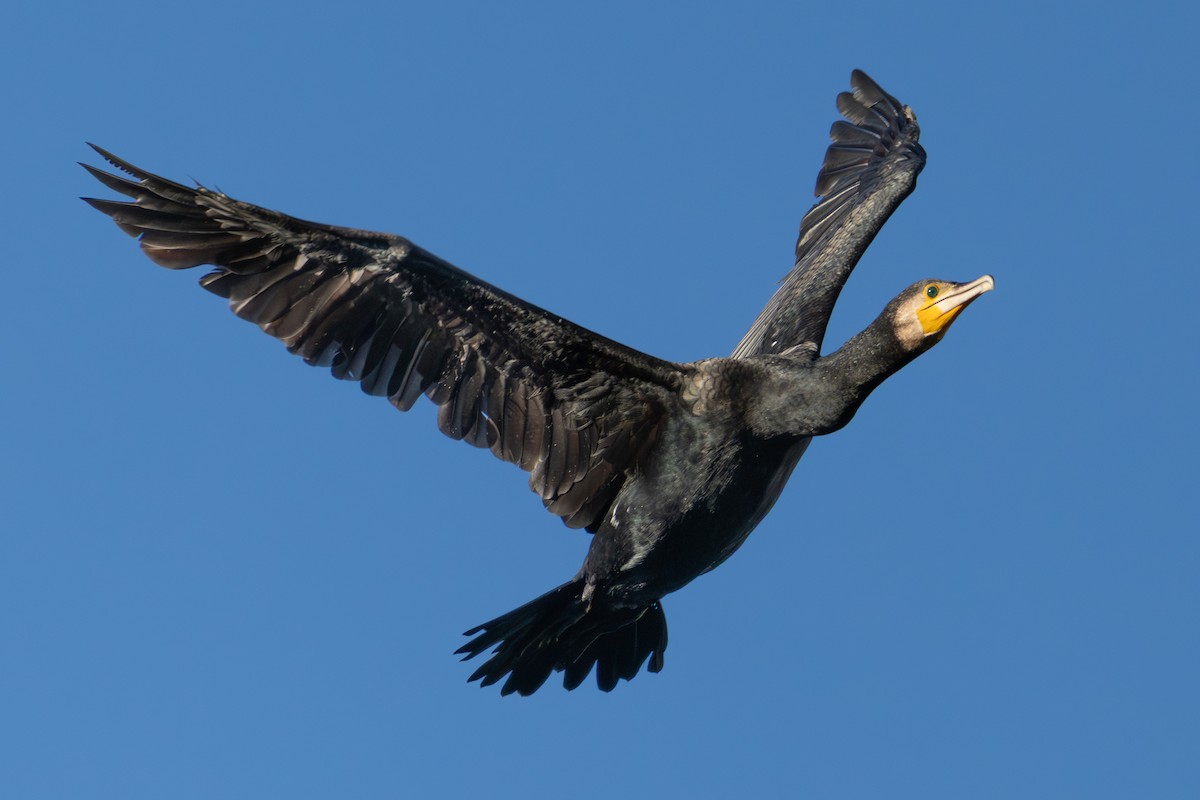 Great Cormorant - ML646297417