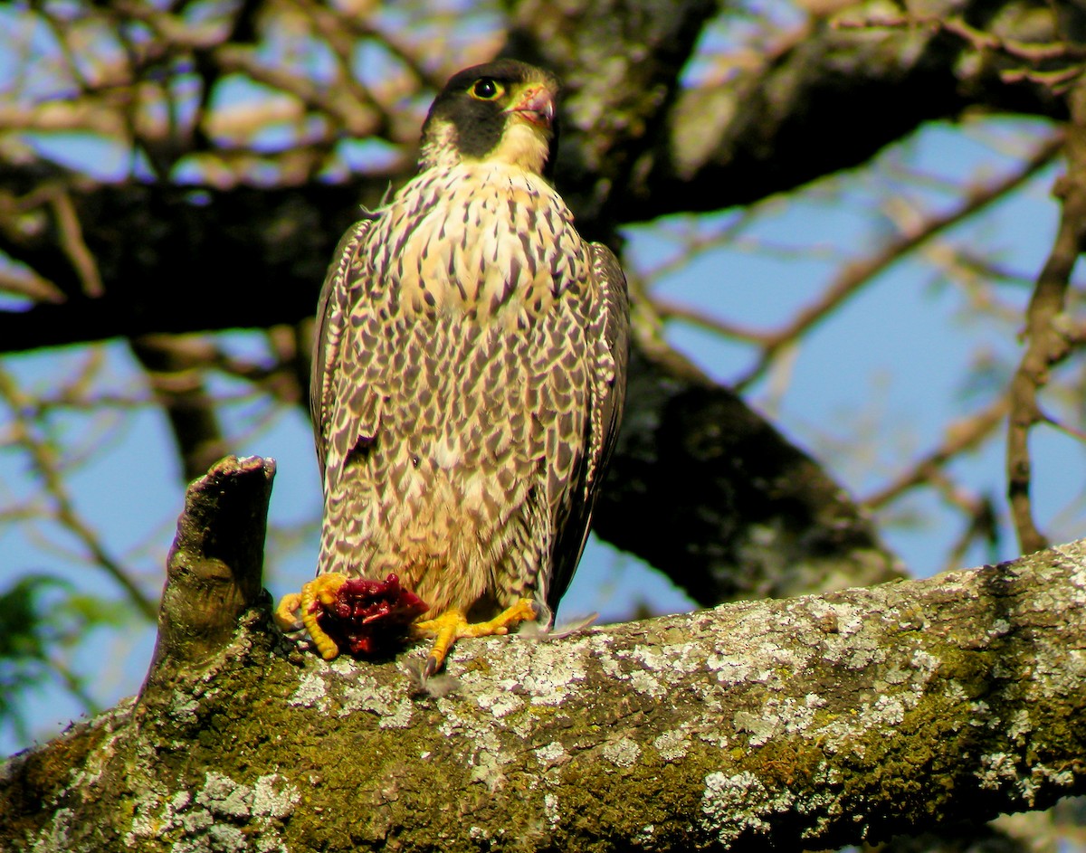 遊隼 - ML646297419