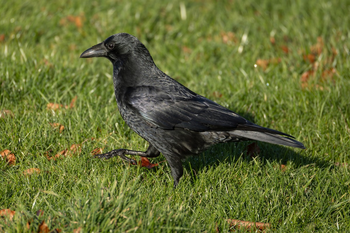 Carrion Crow - ML646297420