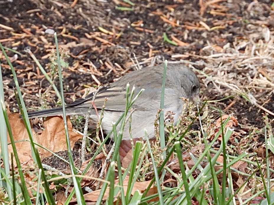 Dark-eyed Junco - ML646297421