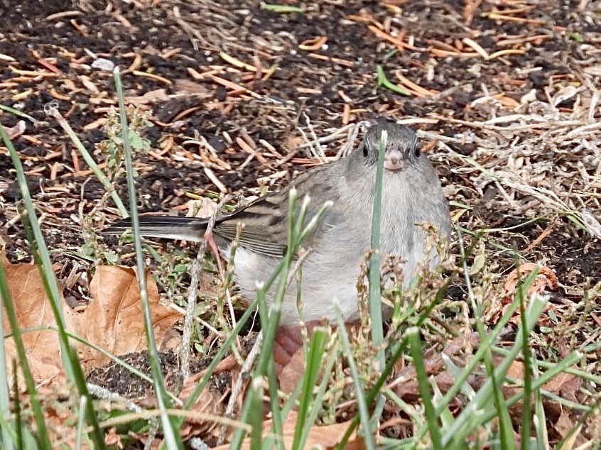 Dark-eyed Junco - ML646297422
