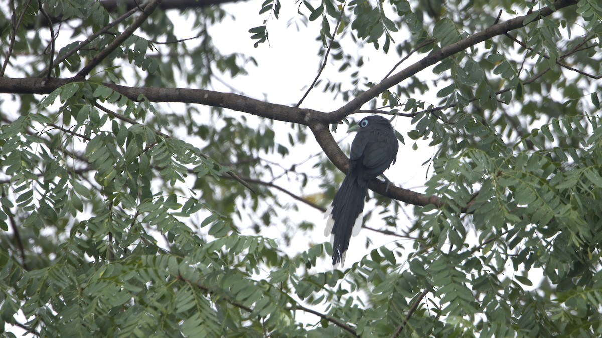 Blue-faced Malkoha - ML646297426