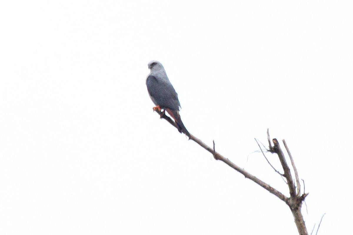 Plumbeous Kite - ML646297427