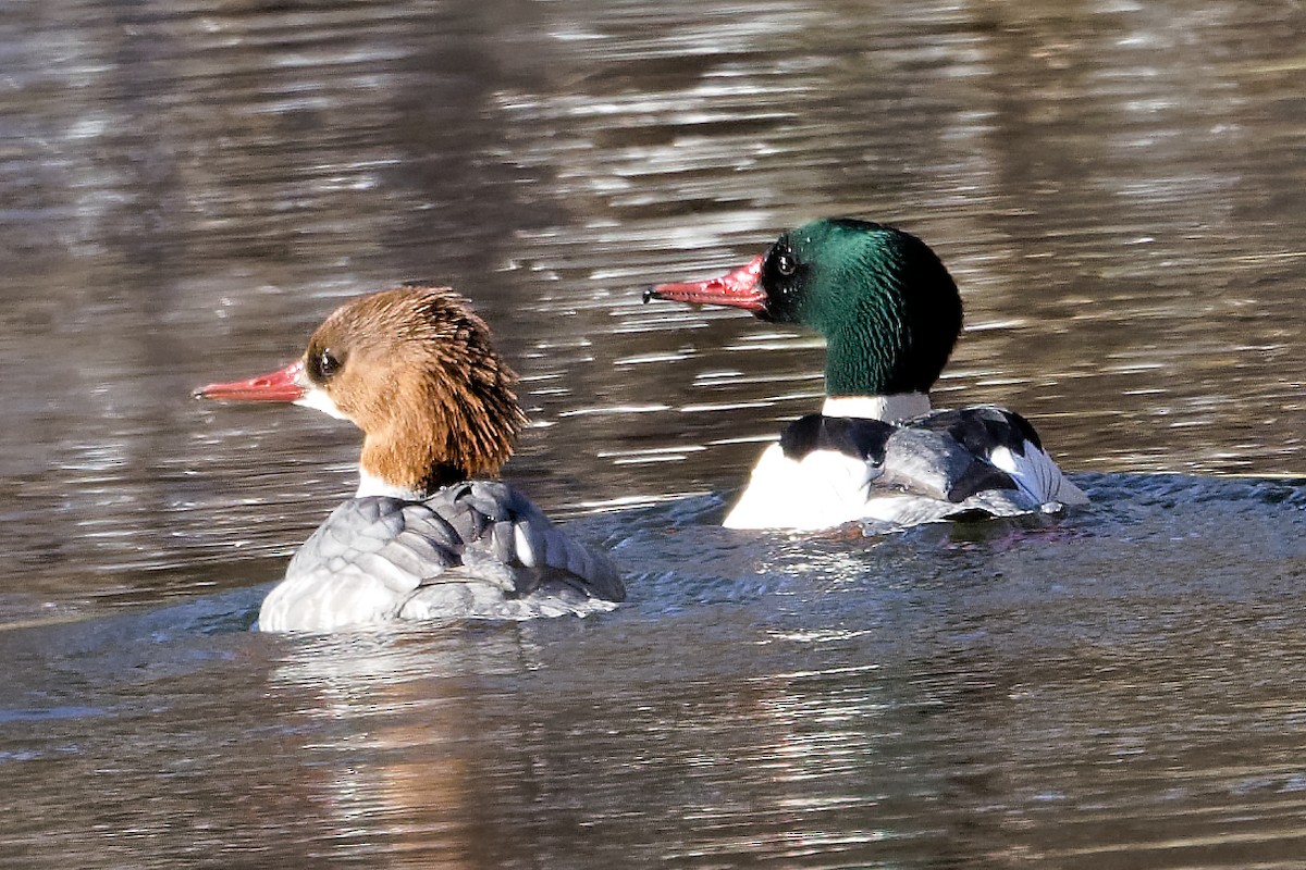 Common Merganser - ML646297428