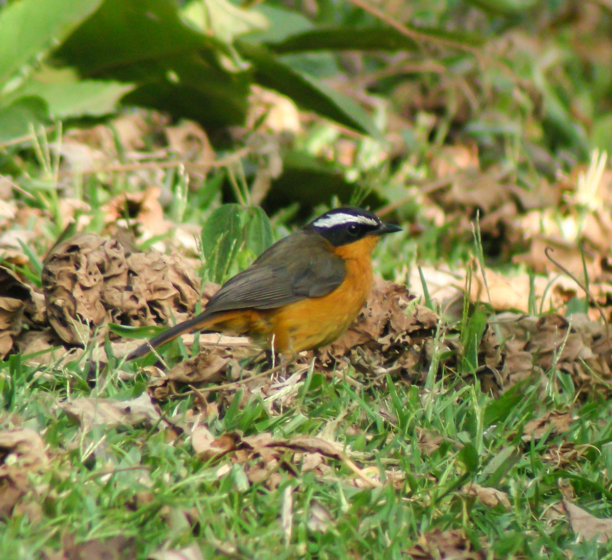 Rüppell's Robin-Chat - ML646297430