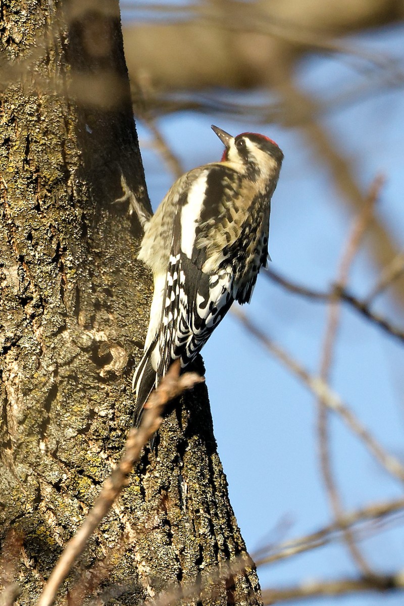Yellow-bellied Sapsucker - ML646297433