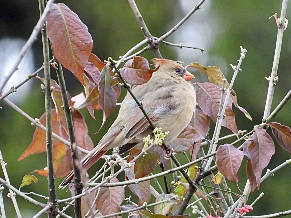 Northern Cardinal - ML646297434