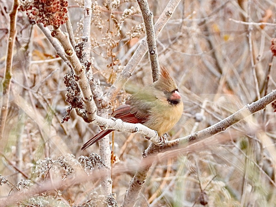 Northern Cardinal - ML646297435