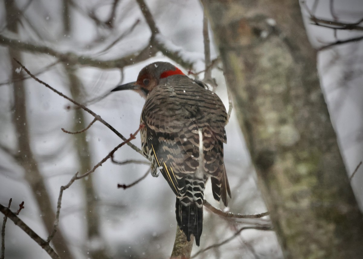 Northern Flicker (Yellow-shafted) - ML646297436