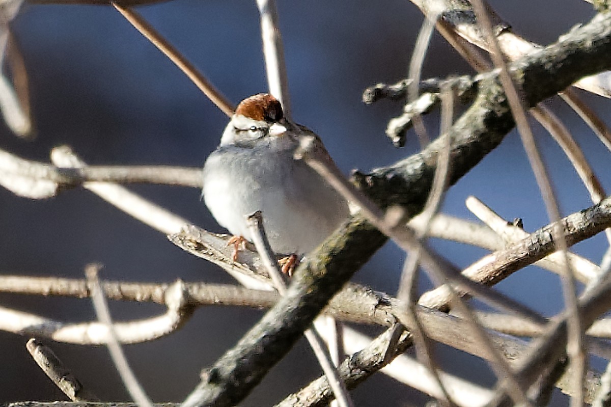 Chipping Sparrow - ML646297437
