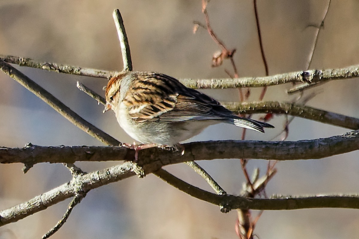 Chipping Sparrow - ML646297438
