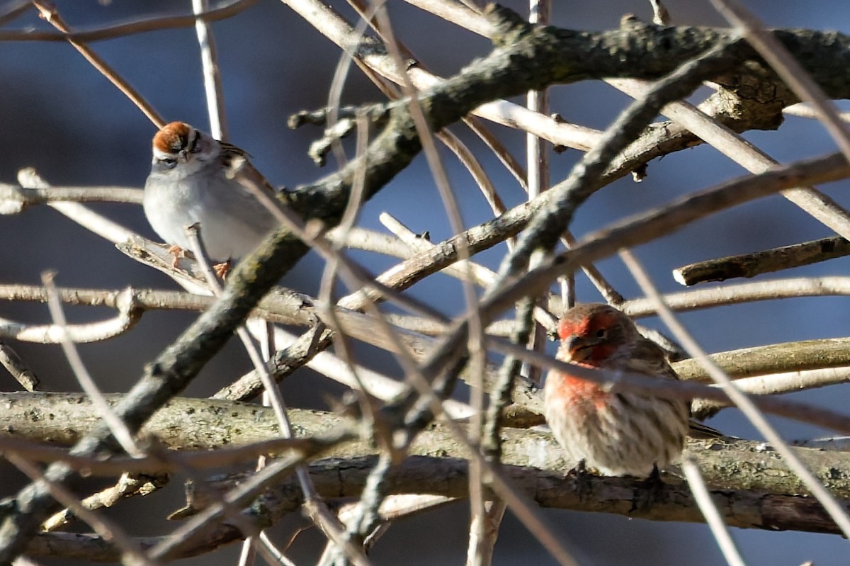 Chipping Sparrow - ML646297439