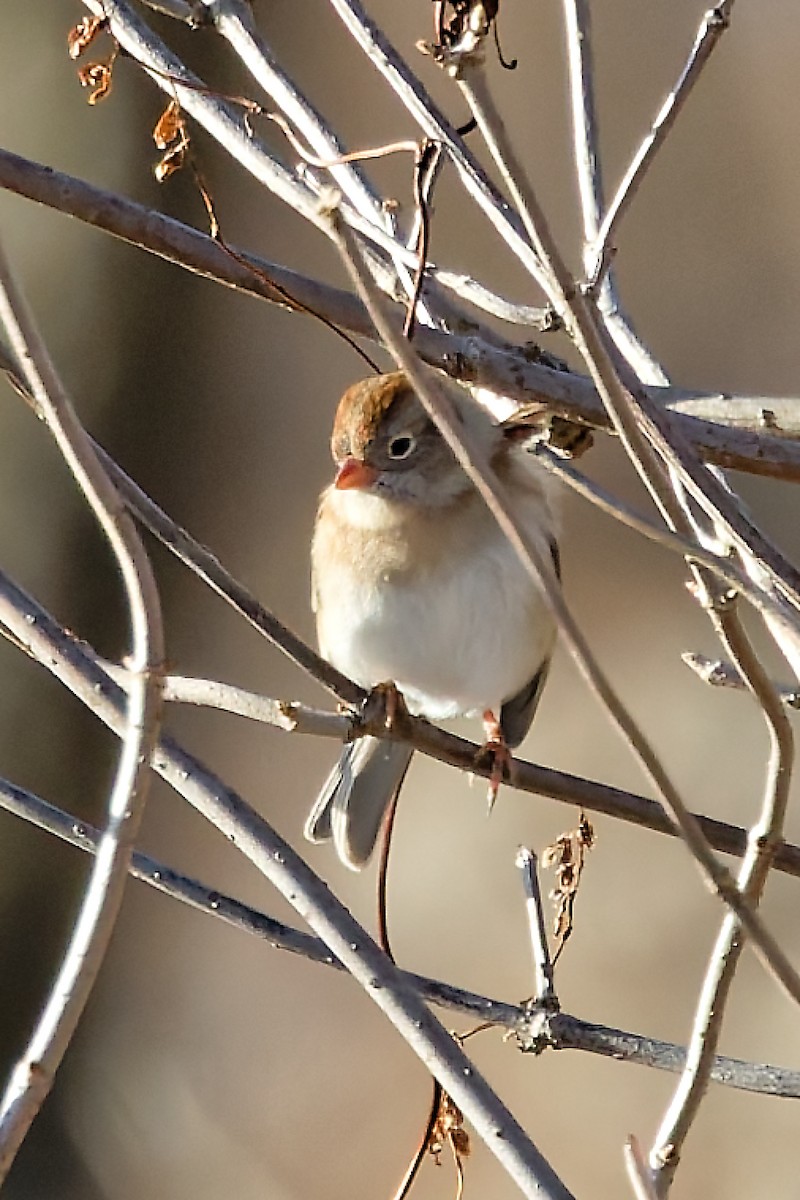 Field Sparrow - ML646297441