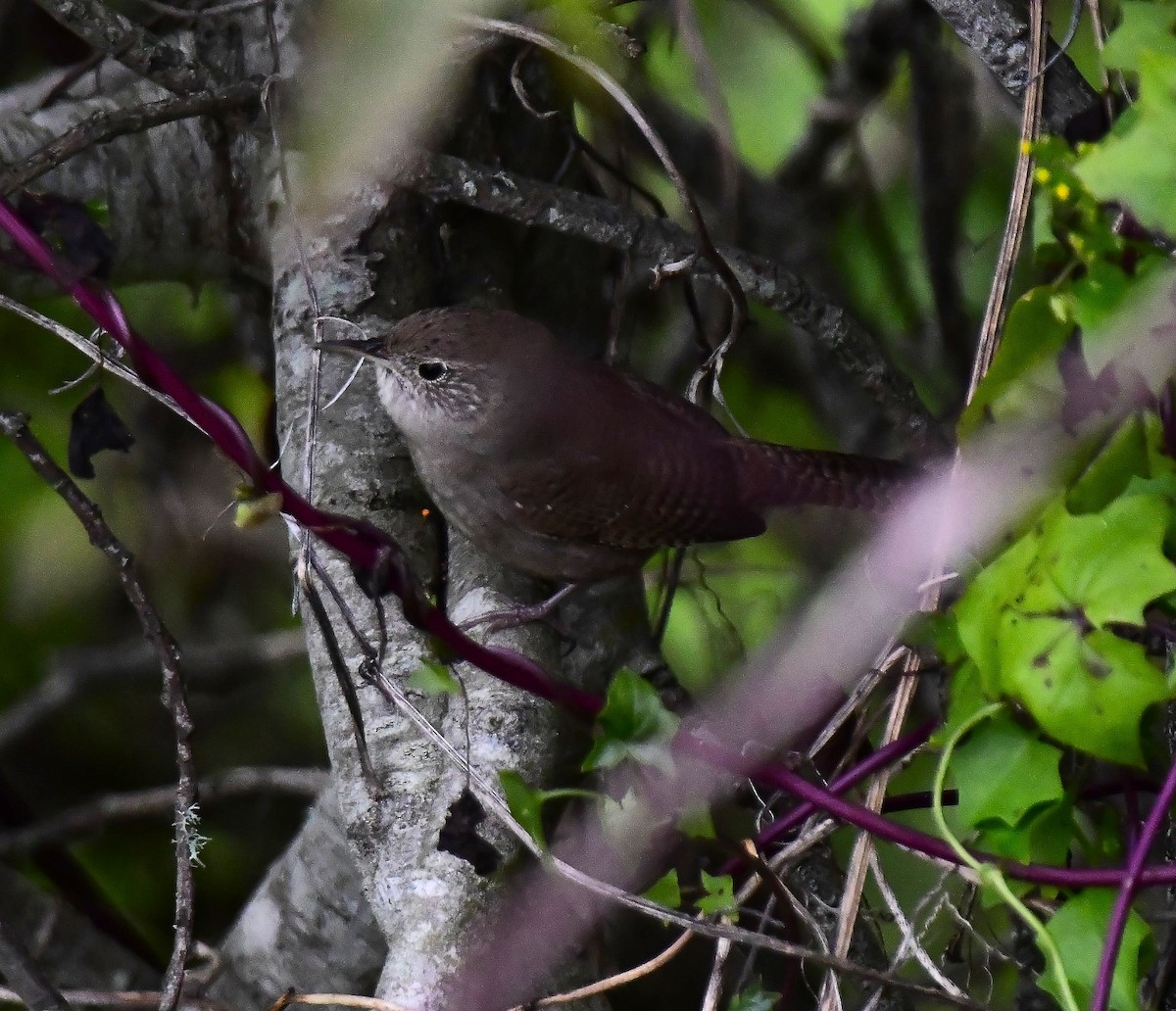 Northern House Wren - ML646297444
