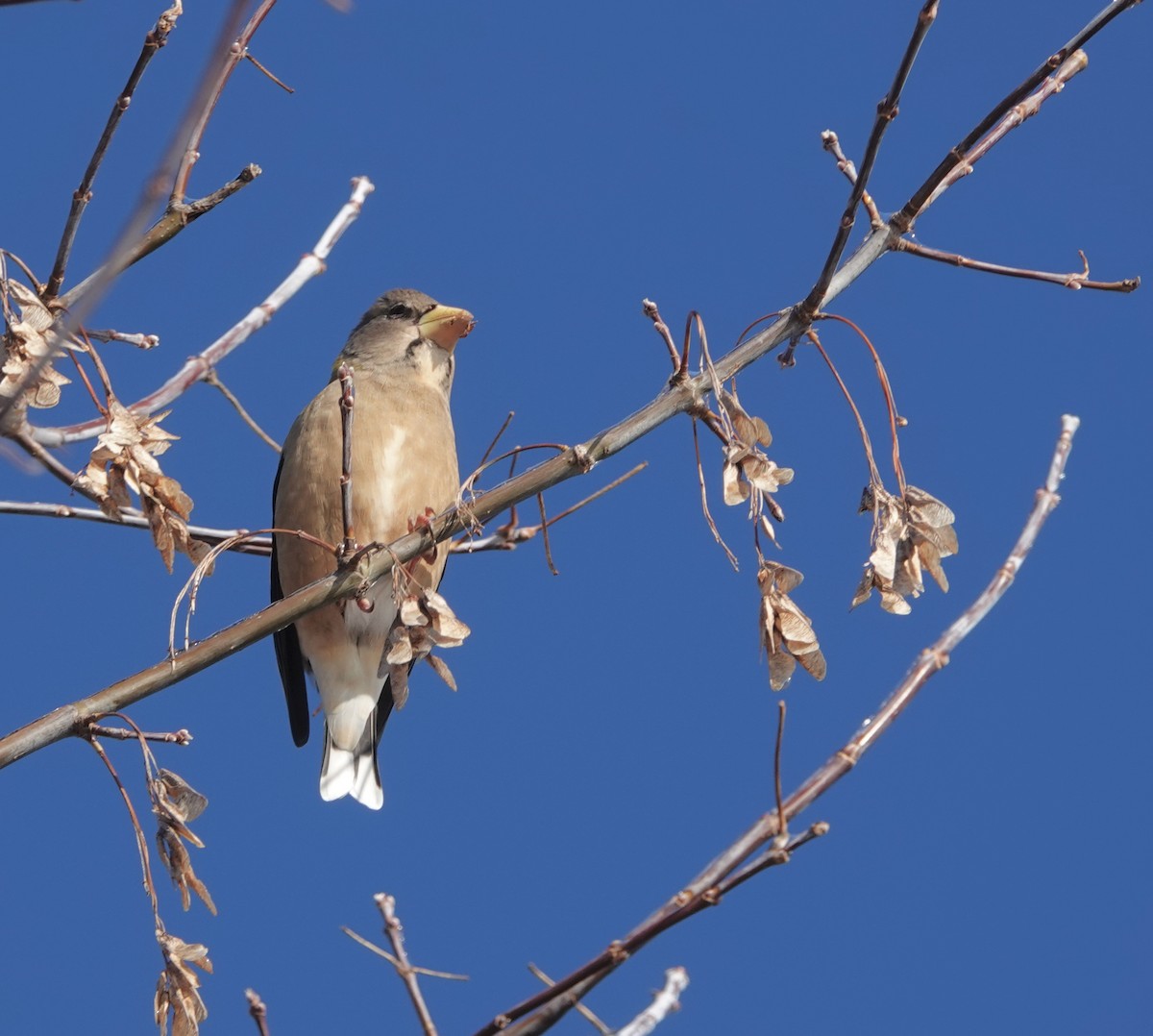 Evening Grosbeak (Eastern or type 3) - ML646297449