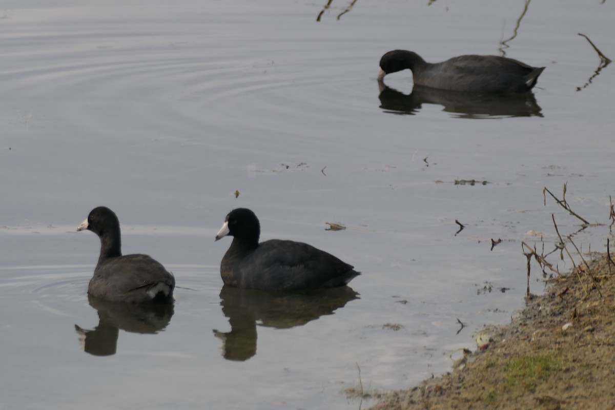 American Coot - ML646297451