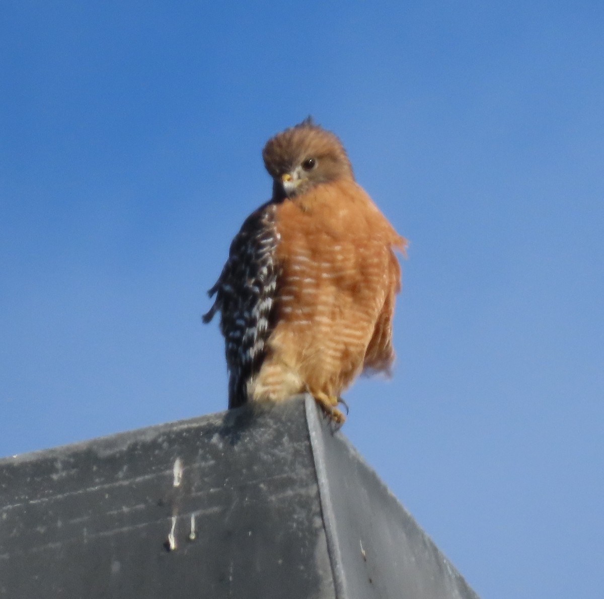 Red-shouldered Hawk (elegans) - ML646297452